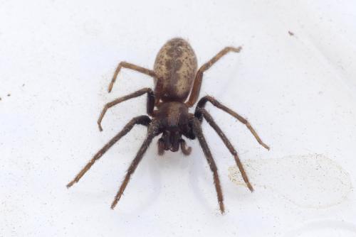 Segestria florentina